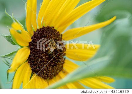 Sunflower Sunflower Sunflower Flower Yellow Yellow Flower Asteraceae One Year Grass Sun Flower Bee Bee 42516889