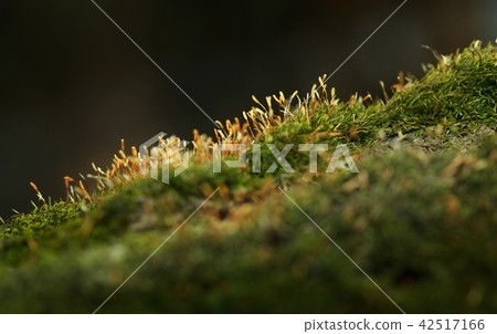 Moss with dry sporophyte 42517166