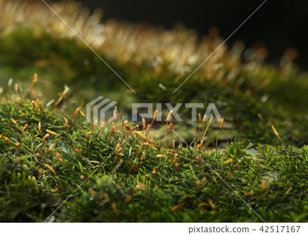 Macro of Pohlia moss Macro of Pohlia moss 42517167