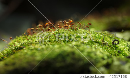 Red dry sporophyte 42517168