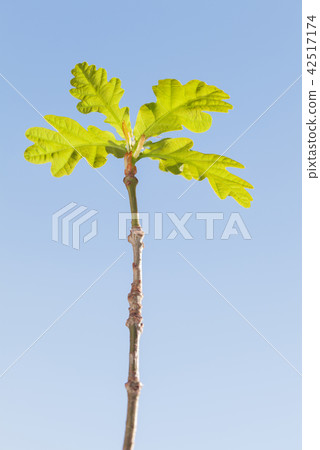 Oak plantlet Oak plantlet 42517174