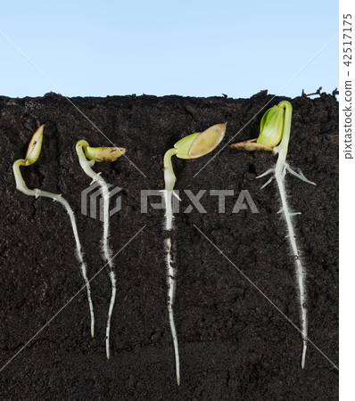 Cucumber growing seeds under ground Cucumber growing seeds under ground 42517175