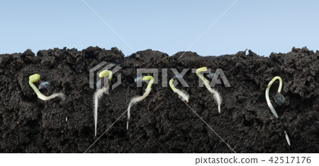 Basil growing seeds in soil Basil growing seeds in soil 42517176