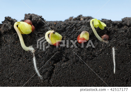 Macro of kale growing seeds in field Macro of kale growing seeds in field 42517177