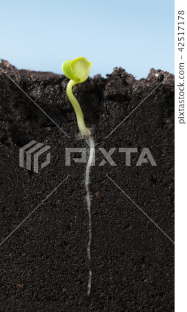Long root of vegetable sprout in soil Long root of vegetable sprout in soil 42517178