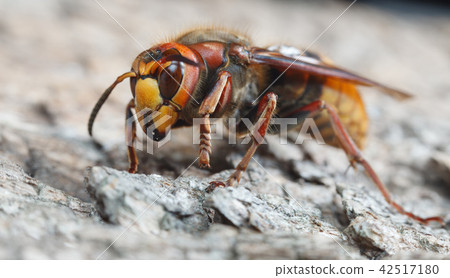 Vespa crabro Vespa crabro 42517180