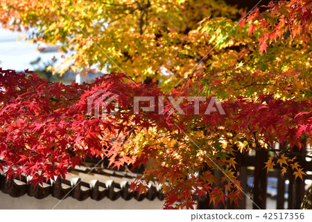 秋天到達八幡宮八幡宮 42517356