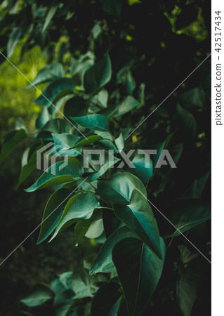 Nature background, green leaves in a wood,summer Nature background, green leaves in a wood,summer 42517434