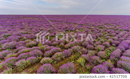 Lavender field aerial view. 42517709
