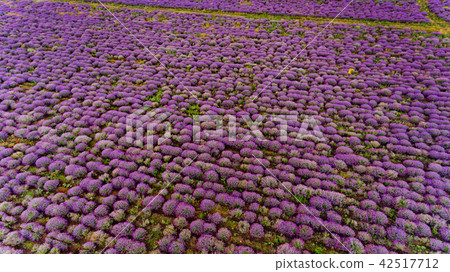 Lavender field aerial view. Lavender field aerial view. 42517712