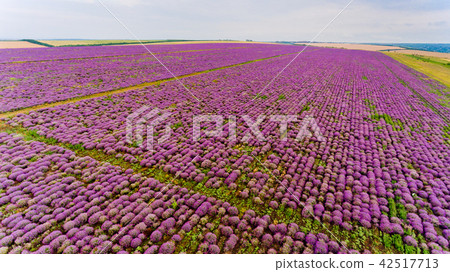 Lavender field aerial view. Lavender field aerial view. 42517713
