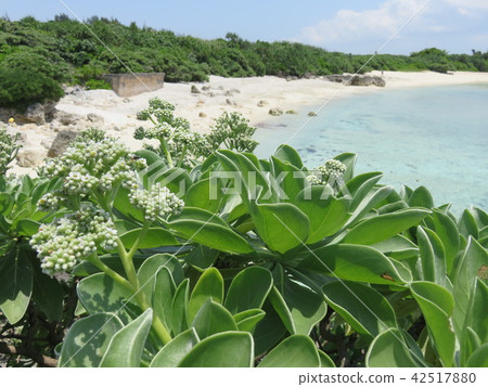 有很多monpa（Miyakojima Haiku Park）的沙灘 42517880