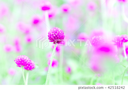 Senjuika Sengengrass Sennichiko Senjuika Sengengrass Sennichiko 42518242