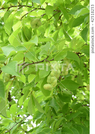 Kobushi's youth 42518253