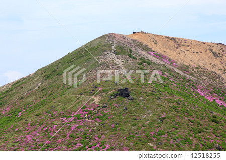Miyama Kirishima Blooms Kuju Mountains · Kusumiyama 42518255