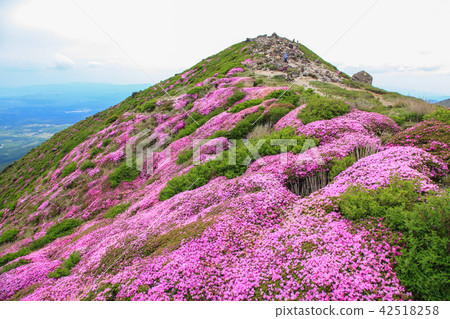 Miyama Kirishima Blooms Kuju Mountains · Kusumiyama 42518258