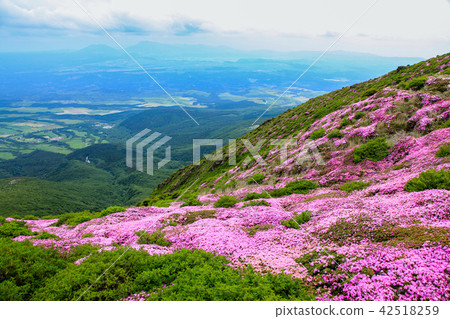 Miyama Kirishima Blooms Kuju Mountains · Kusumiyama 42518259
