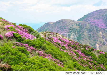 Miyama Kirishima Blooms Kuju Mountains·Kusumiyama Miyama Kirishima Blooms Kuju Mountains·Kusumiyama 42518273