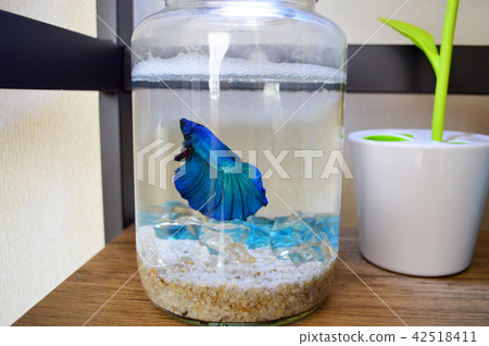 藍色半月Beta 42518411