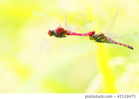 Natsuakane (hatching egg laying) 42518475