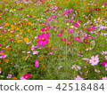  Cosmos field 42518484