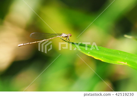 Homomite squirrel (female) 42519230