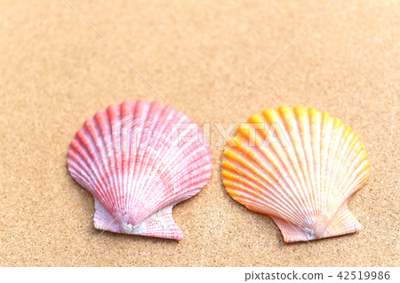 Glib shell and cork board Glib shell and cork board 42519986