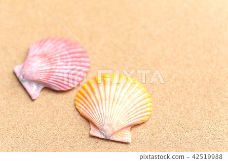Glib shell and cork board Glib shell and cork board 42519988