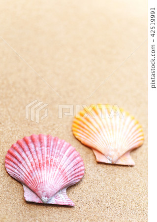 Glib shell and cork board Glib shell and cork board 42519991