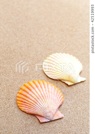 Glib貝殼和軟木板 42519993