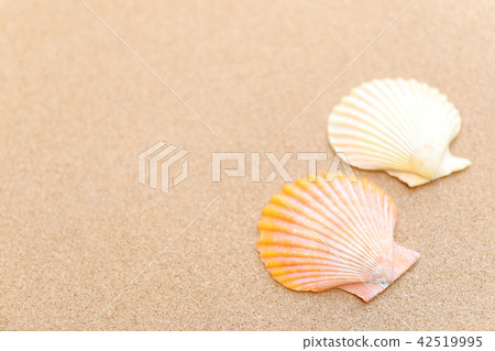 Glib shell and cork board 42519995
