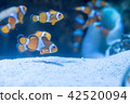 小丑anemonefish 42520094