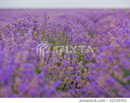 Soft focus flowers, beautiful flowers blooming. Soft focus flowers, beautiful flowers blooming. 42520701