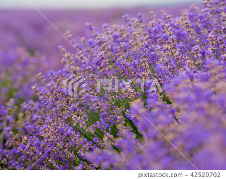 Soft focus flowers, beautiful flowers blooming. Soft focus flowers, beautiful flowers blooming. 42520702