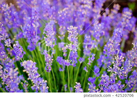 Soft focus flowers, beautiful flowers blooming. 42520706