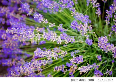 Soft focus flowers, beautiful flowers blooming. 42520707