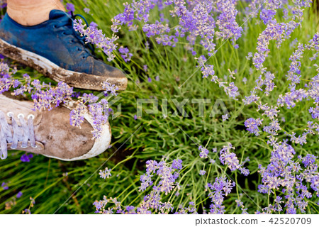 Dirty shoes close-up on a lavender field. Dirty shoes close-up on a lavender field. 42520709