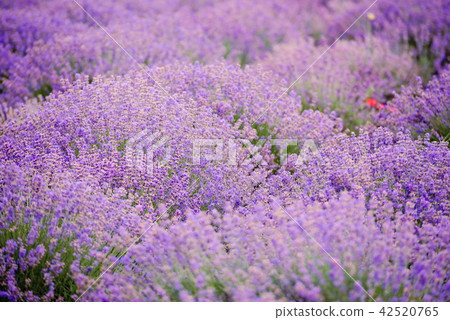Soft focus flowers, beautiful flowers blooming. Soft focus flowers, beautiful flowers blooming. 42520765