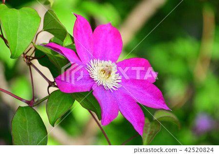 Photographs of plant flowers presumed to be a kind of "clematis" by blurring the background Photographs of plant flowers presumed to be a kind of "clematis" by blurring the background 42520824