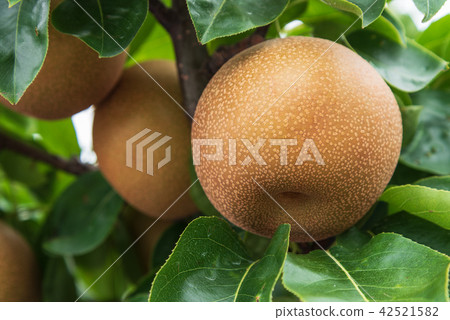 Kureha Pear near harvest 42521582