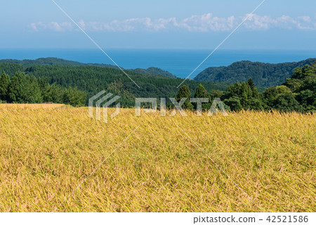 Harvesting rice 42521586