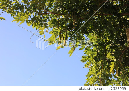 Wisteria Fuji · July Wisteria Fuji · July 42522069