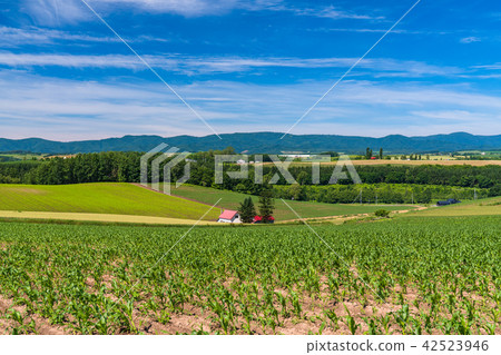 "Hokkaido" Hill of Biei · House with red roof and countryside scenery "Hokkaido" Hill of Biei · House with red roof and countryside scenery 42523946