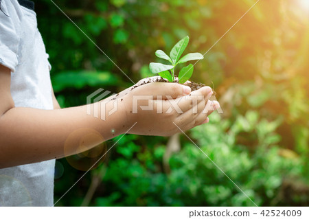 Ecology concept child hands holding plant a tree 42524009
