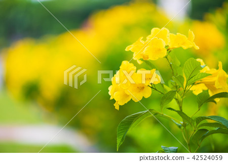 Close up Yellow Elder Flower 42524059