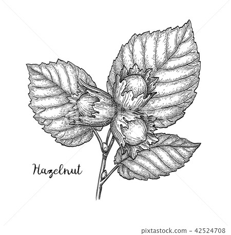 Ink sketch of hazelnut branch. 42524708
