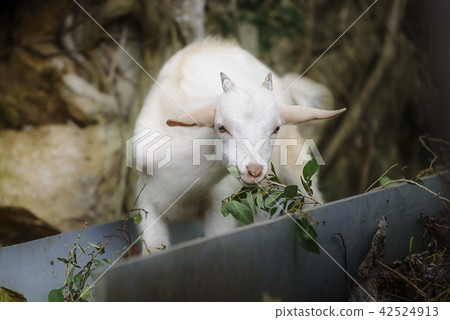 Baby goat 42524913