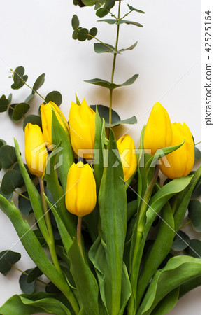Beautiful yellow tulips on a white table Beautiful yellow tulips on a white table 42525164