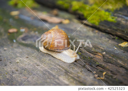 Big snail in the sink crawling on the Board 42525323