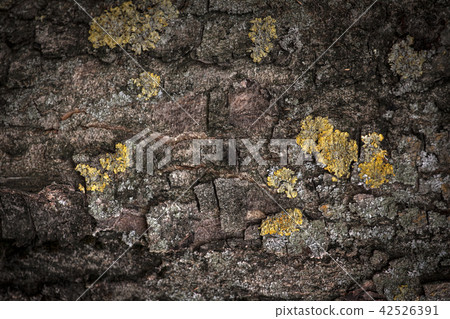 Old tree background autumn Old tree background autumn 42526391